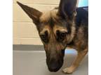 Adopt Tim Tam a German Shepherd Dog