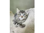 Adopt Mimsy a American Shorthair