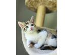 Adopt Lucille a American Shorthair