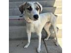 Adopt Ronda a Labrador Retriever, Hound