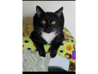 Adopt Ruby a Domestic Short Hair