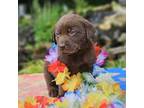 Labrador Retriever Puppy for sale in Centerville, TN, USA
