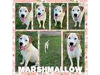 Adopt Marshmellow CFS# 240045809 a Labrador Retriever