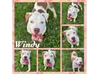Adopt Windy CFS 240045277 a Pit Bull Terrier