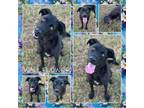 Adopt Wallflower (Nova) CFS 240039870 a Black Labrador Retriever