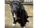 Adopt Buttercup CFS 240043365 a Pit Bull Terrier