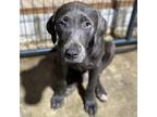 Adopt Blossom CFS 240043365_2 a Pit Bull Terrier