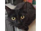 Adopt Raven a Domestic Medium Hair