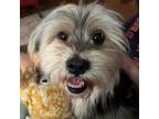 Adopt Pear a Yorkshire Terrier, Mixed Breed