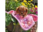 Cavalier King Charles Spaniel Puppy for sale in Grabill, IN, USA