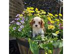 Cavalier King Charles Spaniel Puppy for sale in Grabill, IN, USA