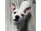 Adopt Snowy Egret a Terrier, Mixed Breed