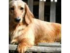 Dachshund Puppy for sale in Chase City, VA, USA