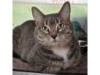 Adopt Courtesy Post - Grey Tabby a Domestic Short Hair