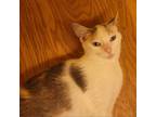 Adopt Camille - white and calico a Domestic Short Hair