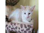 Adopt Trixie - white and buff girl a Domestic Short Hair