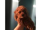 Poodle (Toy) Puppy for sale in Clark, NJ, USA