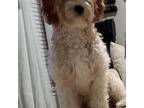 Cavapoo Puppy for sale in Loganville, GA, USA