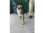 Adopt 56089252 a Terrier, Mixed Breed