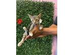 Adopt 56087688 a Domestic Medium Hair