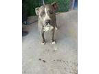 Adopt 56089388 a Pit Bull Terrier, Mixed Breed
