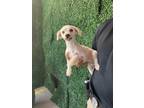 Adopt 56089529 a Miniature Poodle, Mixed Breed