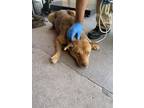 Adopt 56089221 a Shepherd, Mixed Breed