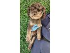 Adopt 56091501 a Miniature Poodle, Mixed Breed