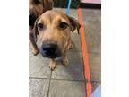 Adopt 56094391 a Hound, Mixed Breed