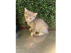 Adopt 56095327 a Domestic Medium Hair