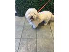 Adopt 56094863 a Miniature Poodle, Mixed Breed