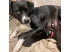 Adopt Lola a Black Labrador Retriever, Pit Bull Terrier