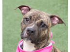 Adopt Honey a Pit Bull Terrier, Mixed Breed