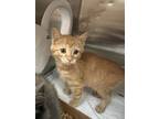 Adopt Disney a Domestic Short Hair