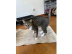 Adopt Lily II a Domestic Short Hair
