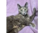 Adopt Bluebell a Domestic Short Hair