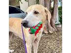 Adopt Bella a Labrador Retriever