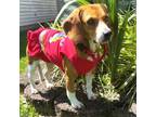 Adopt Ellie a Beagle