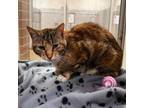 Adopt Addie a Domestic Short Hair