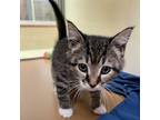 Adopt Petunia a Domestic Short Hair