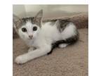 Adopt Patches a Domestic Medium Hair