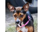 Adopt Hailee a Mixed Breed