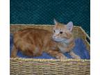 Adopt Pozole a Domestic Medium Hair