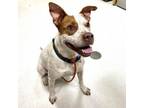 Adopt Charlie a Pit Bull Terrier, Cattle Dog