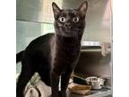 Adopt Odeus a Domestic Short Hair