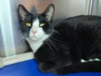 Adopt Aleppo a Domestic Short Hair