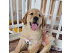 Golden Retriever Puppy for sale in Marshfield, MO, USA