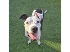 Adopt Boy Boi a Pit Bull Terrier