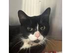 Adopt Ethen a Domestic Short Hair