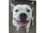 Adopt Brutus a American Staffordshire Terrier, Mixed Breed